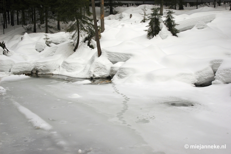 DSC_3024.JPG - Bayerisch Wald