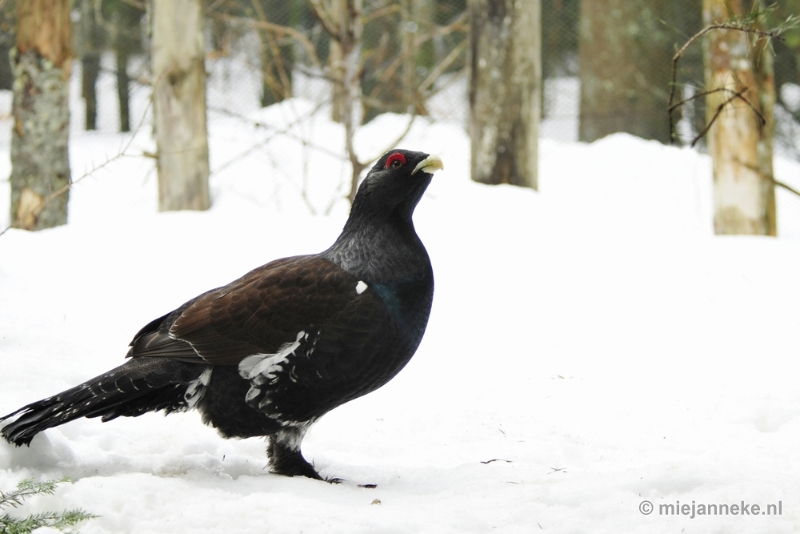 _DSC8458.JPG - Bayerisch Wald