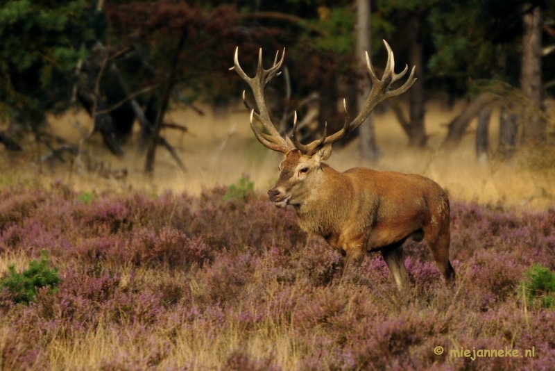 _DSC7435.JPG - Brons op de Veluwe