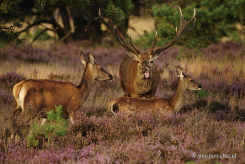 _DSC7457.JPG - Brons op de Veluwe