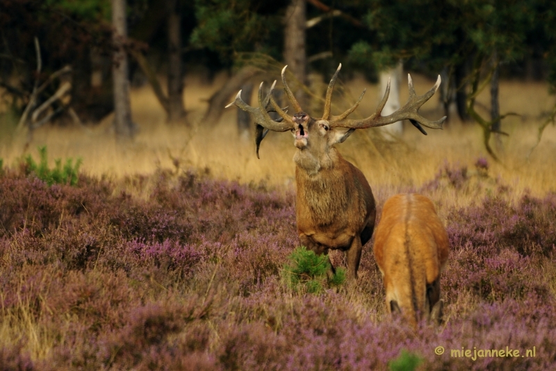 _DSC7510.JPG - Brons op de Veluwe