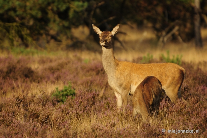 _DSC7648.JPG - Brons op de Veluwe