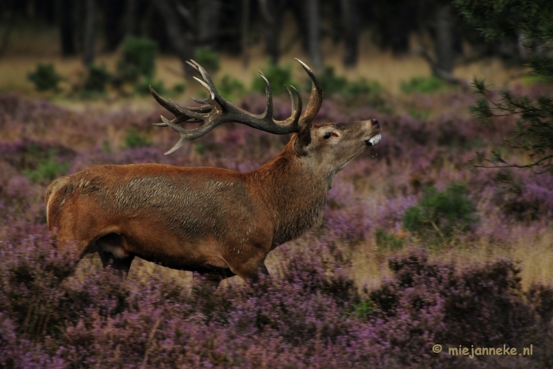 _DSC7929.JPG - Brons op de Veluwe