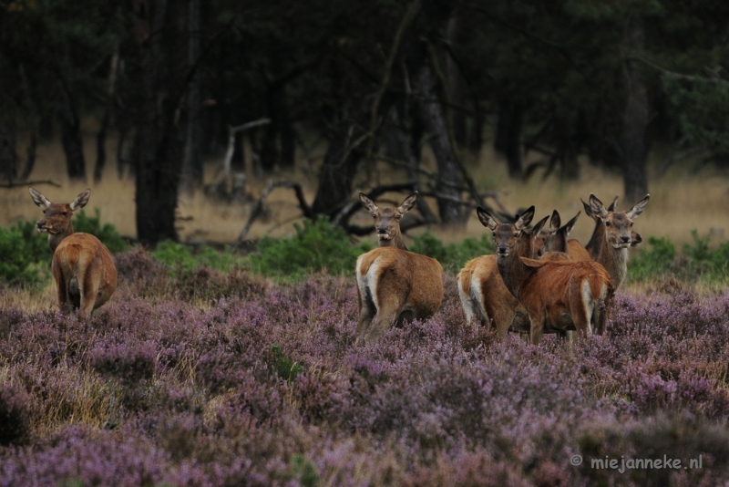 _DSC7936.JPG - Brons op de Veluwe