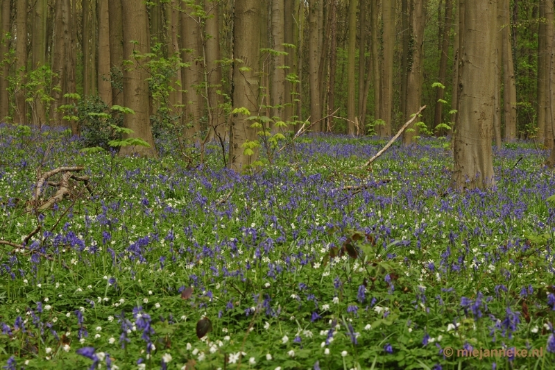 _DSC3007.JPG - Hallerbos