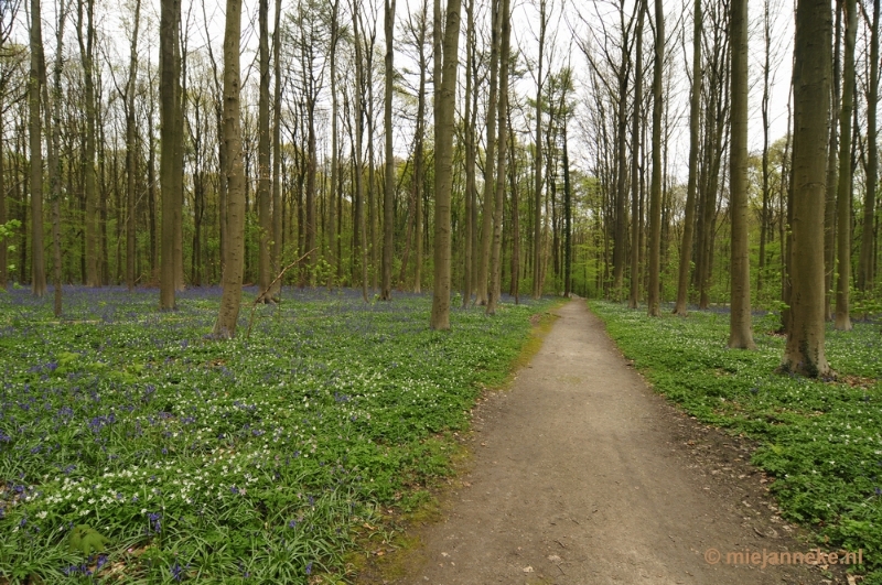 _DSC3025.JPG - Hallerbos