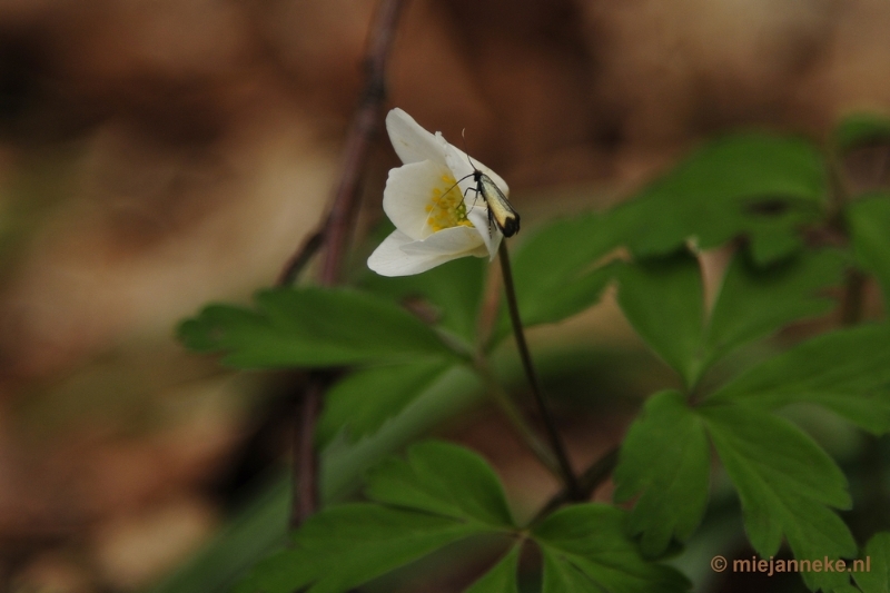 _DSC3113.JPG - Hallerbos