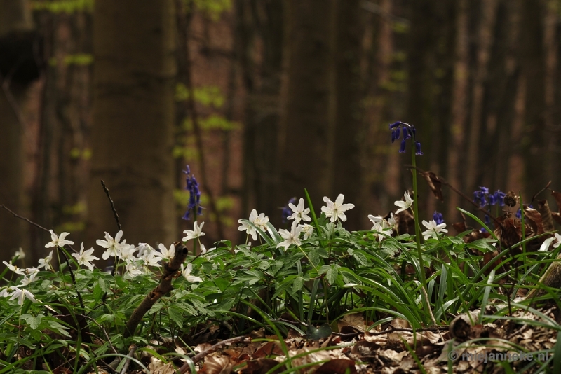 _DSC3184.JPG - Hallerbos