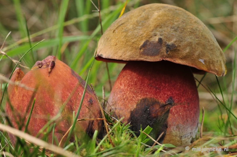 _DSC0052.JPG - Paddestoelen Leenderheide