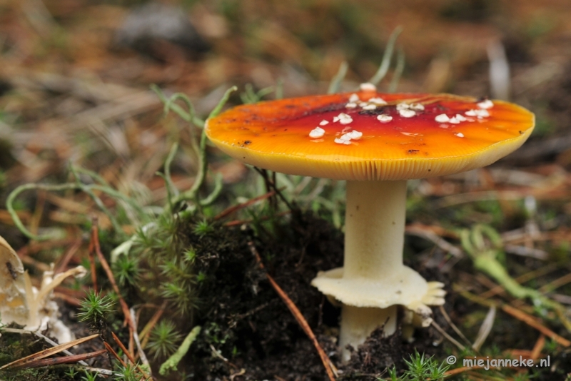 _DSC0086.JPG - Paddestoelen Leenderheide