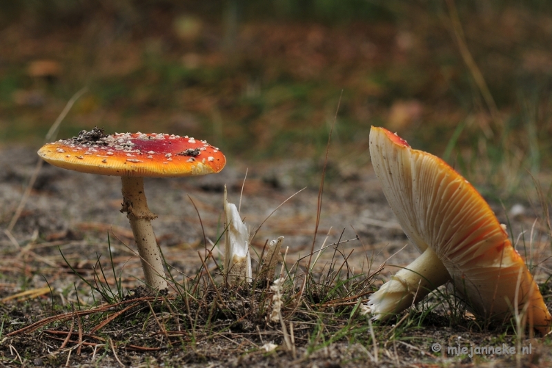 _DSC0151.JPG - Paddestoelen Leenderheide