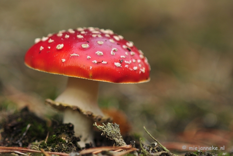 _DSC0202.JPG - Paddestoelen Leenderheide