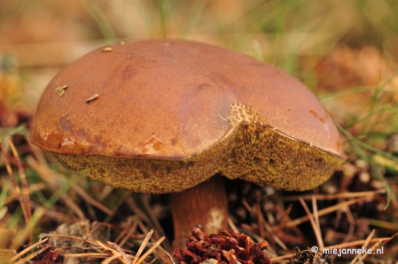 _DSC9873.JPG - Paddestoelen Leenderheide