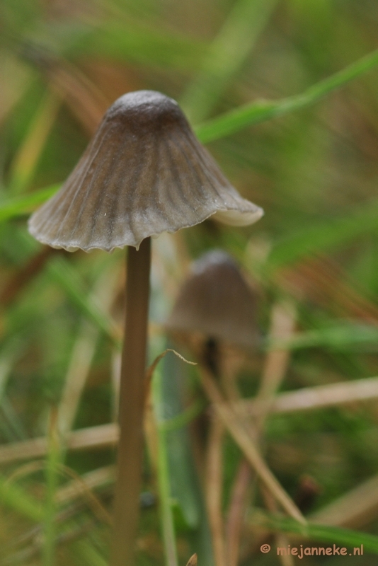 _DSC9975.JPG - Paddestoelen Leenderheide