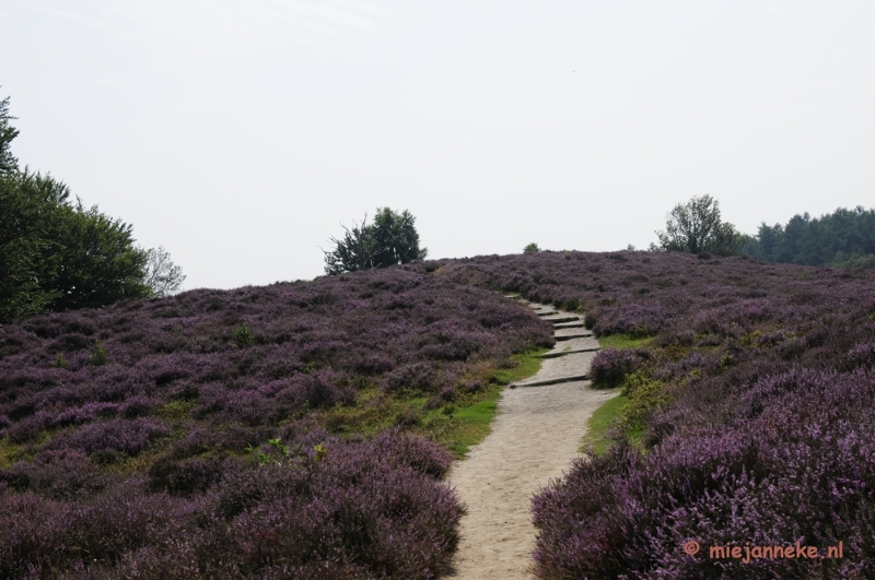 _DSC3026.JPG - Posbank Veluwe zoom