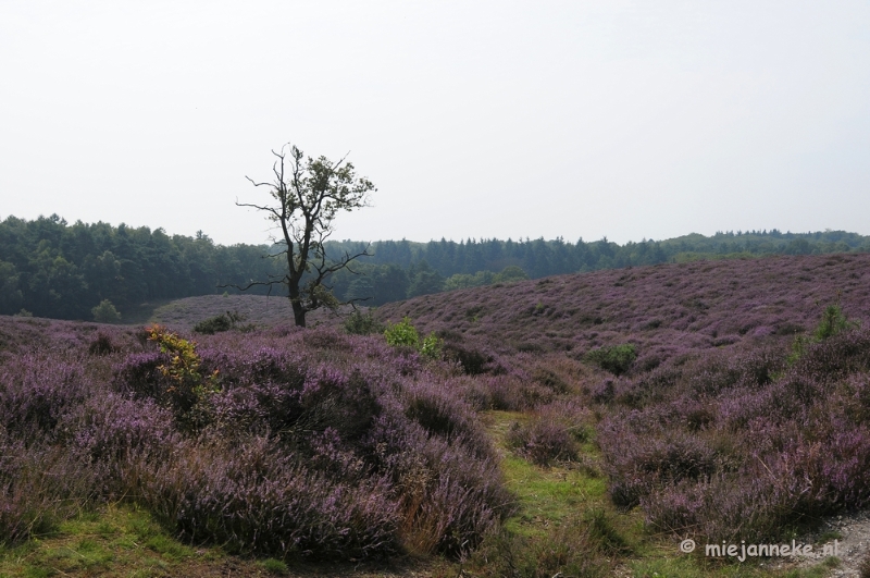 _DSC3040a.JPG - Posbank Veluwe zoom