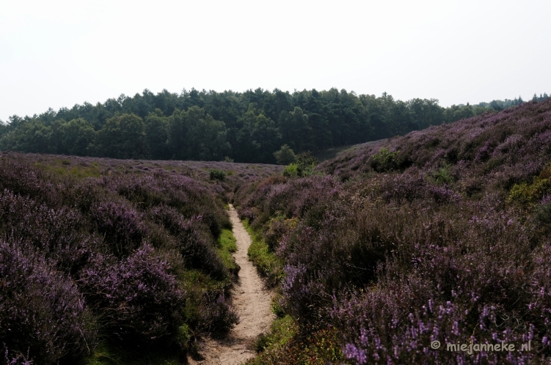 _DSC3044.JPG - Posbank Veluwe zoom