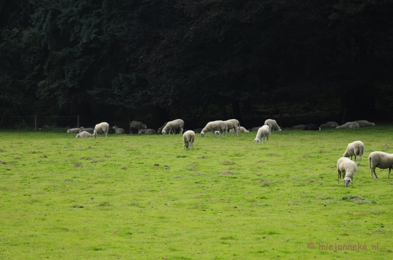 _DSC3109.JPG - Posbank Veluwe zoom