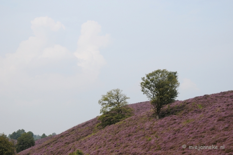 _DSC3131.JPG - Posbank Veluwe zoom