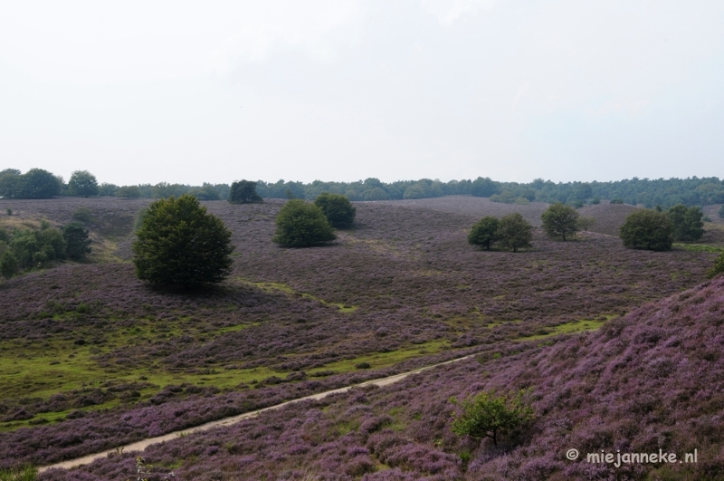 _DSC3153.JPG - Posbank Veluwe zoom