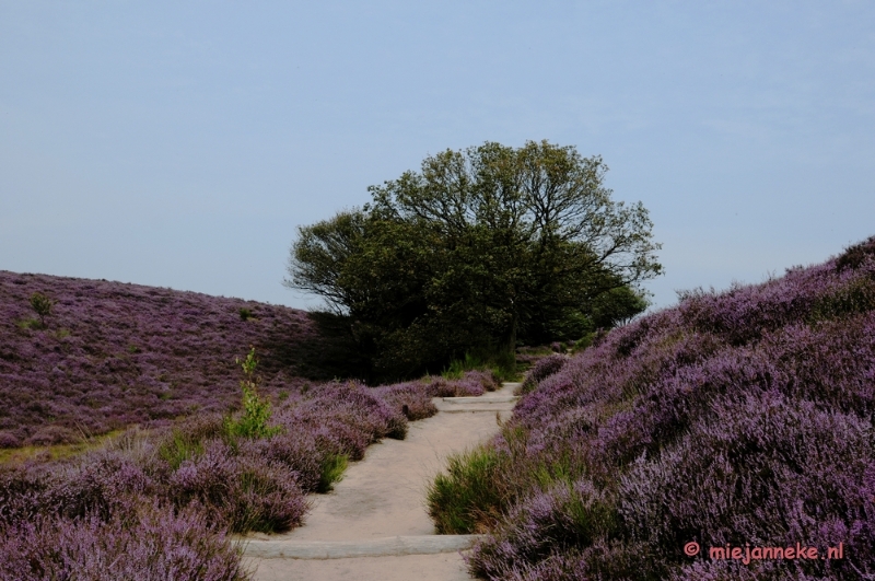 _DSC3155a.JPG - Posbank Veluwe zoom