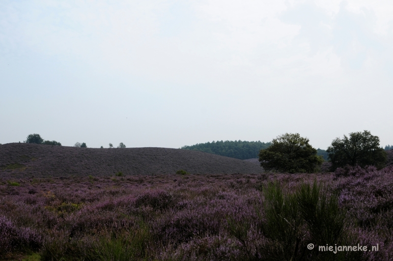 _DSC3163.JPG - Posbank Veluwe zoom