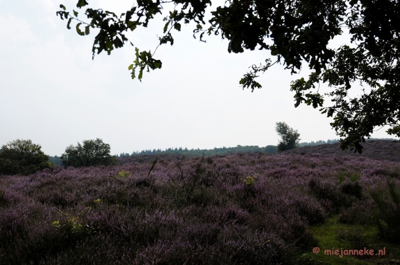 _DSC3164.JPG - Posbank Veluwe zoom