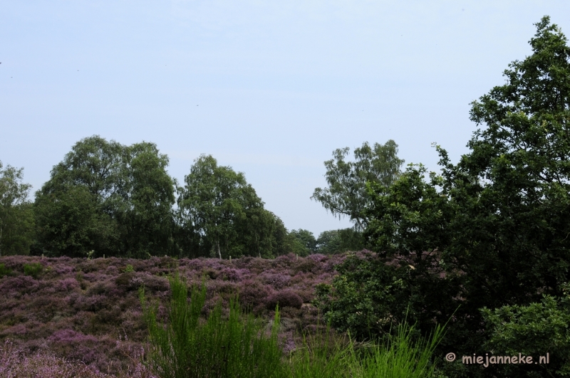 _DSC3183.JPG - Posbank Veluwe zoom