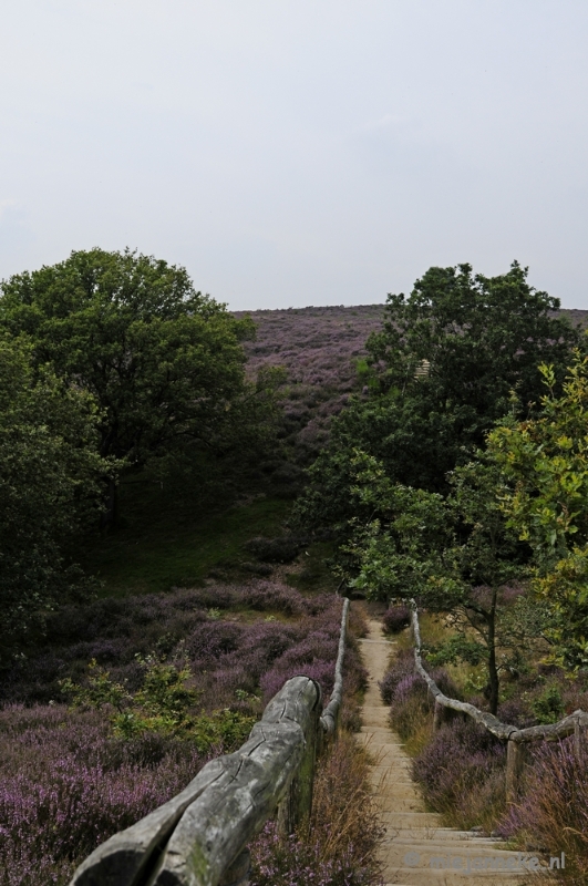 _DSC3184.JPG - Posbank Veluwe zoom