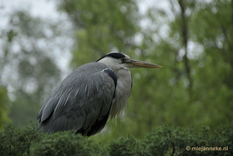 _DSC9032a.JPG - En hij zei me houdoe en kom vooral eens terug.