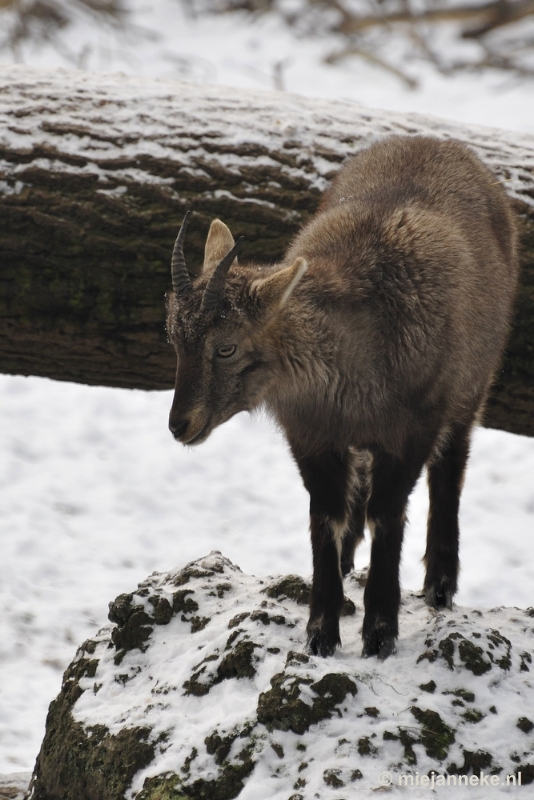 _DSC7098.JPG - Wildpark