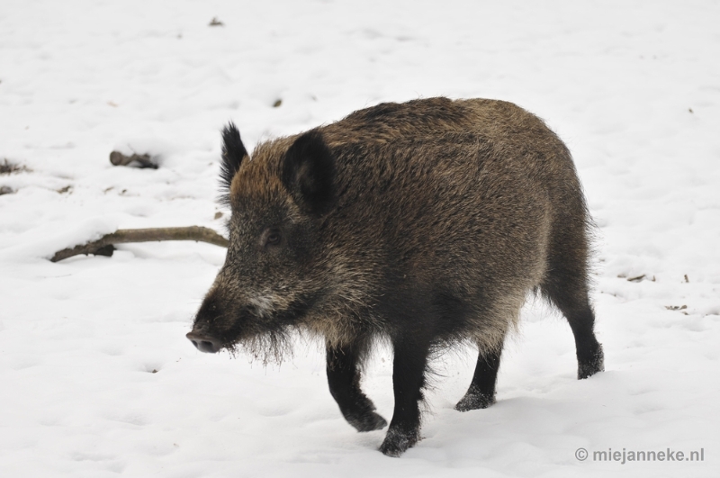 _DSC7126.JPG - Wildpark