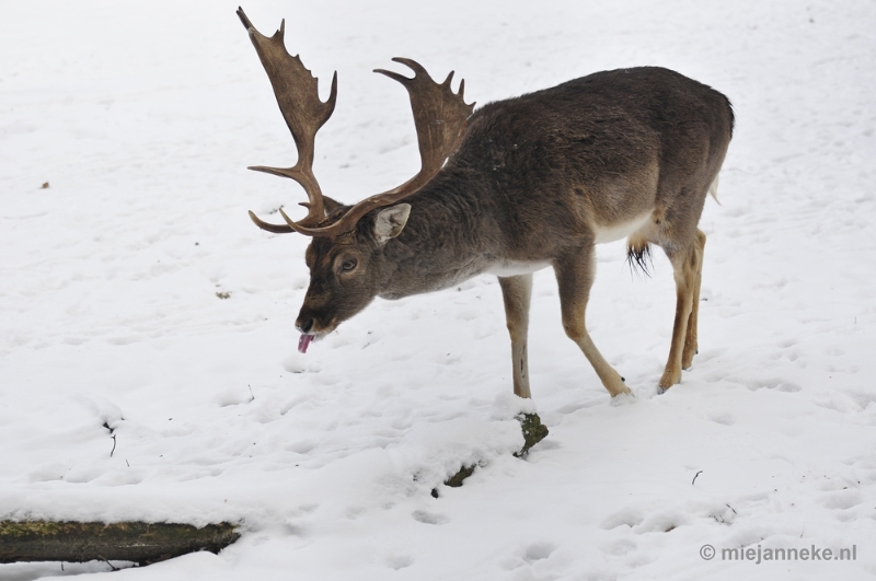 _DSC7283.JPG - Wildpark