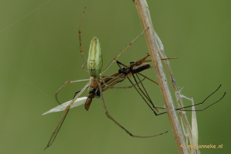 _DSC3946.JPG - Macro zoomdag Appelzak