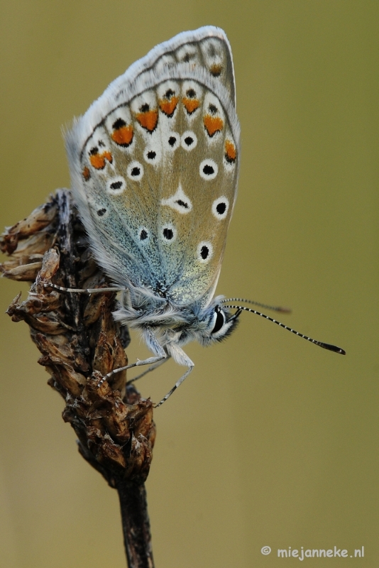 _DSC3972a.JPG - Macro zoomdag Appelzak