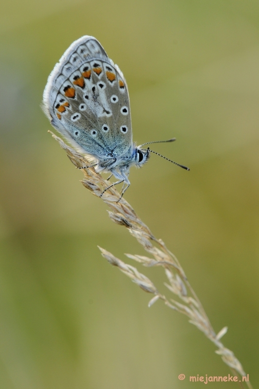 _DSC3987.JPG - Macro zoomdag Appelzak