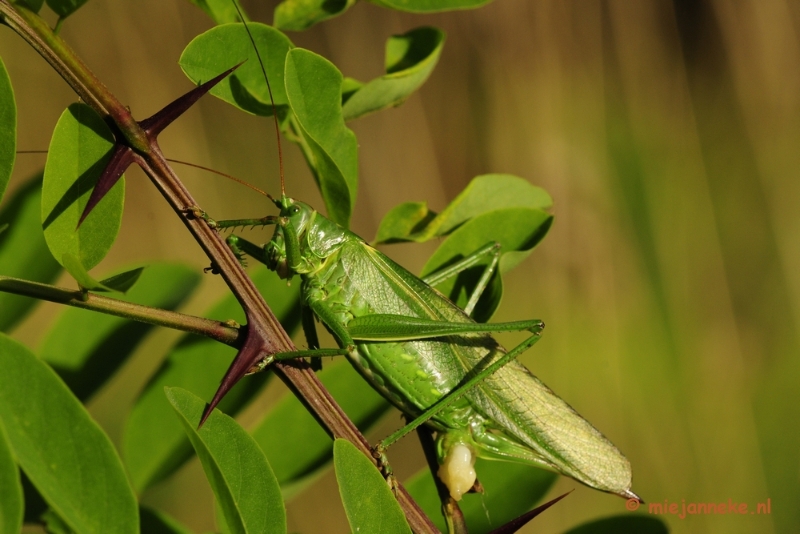 _DSC4104.JPG - Macro zoomdag Appelzak