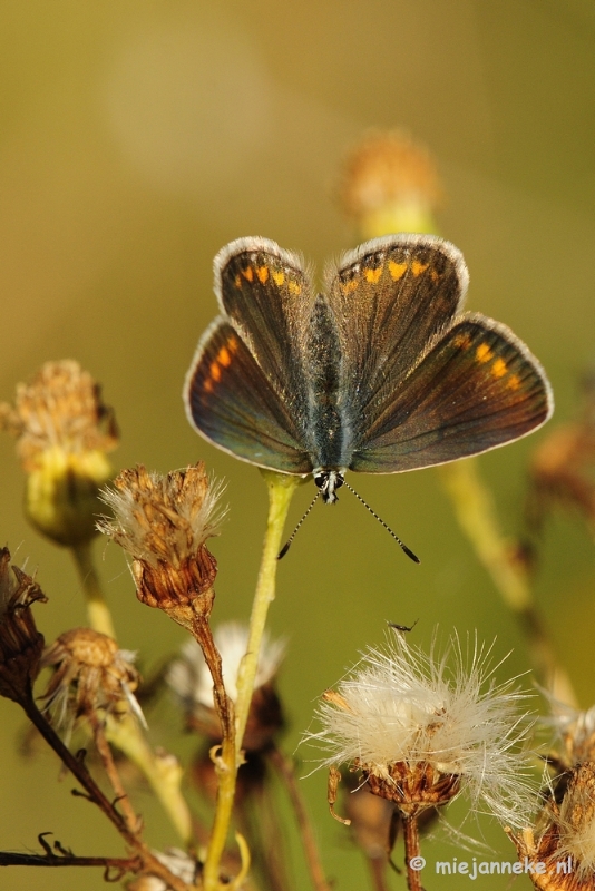 _DSC4120.JPG - Macro zoomdag Appelzak