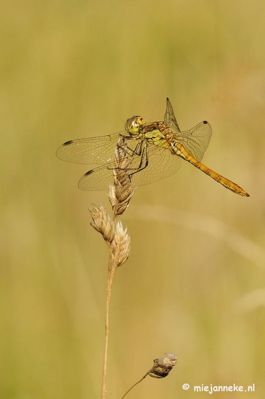 _DSC4126.JPG - Macro zoomdag Appelzak