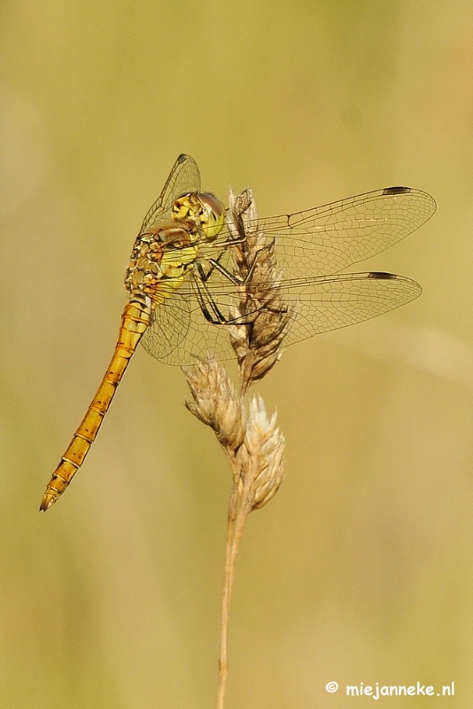 _DSC4129.JPG - Macro zoomdag Appelzak