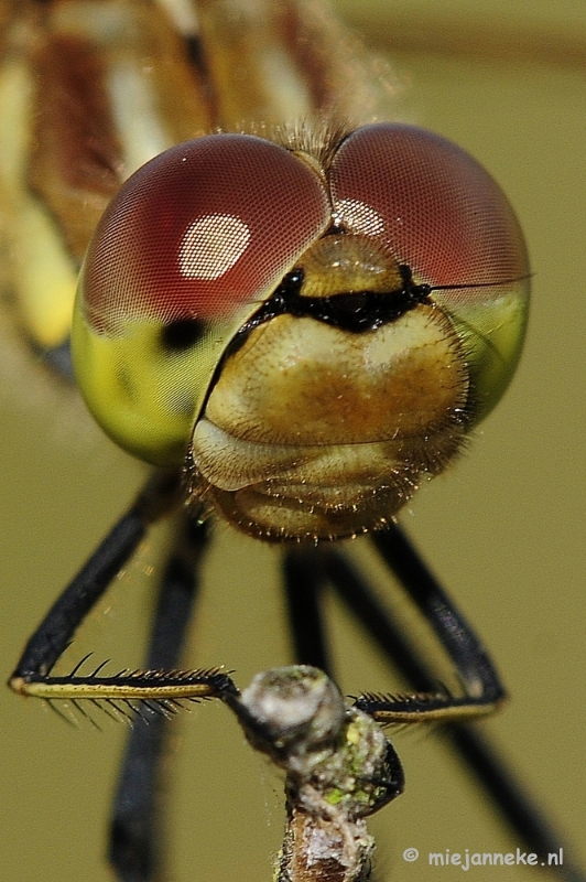 _DSC4423aa.JPG - Macro zoomdag Appelzak