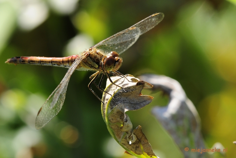 _DSC4451.JPG - Macro zoomdag Appelzak