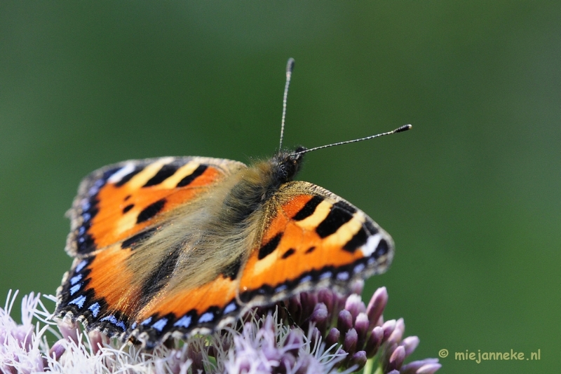 _DSC4672.JPG - Macro zoomdag Appelzak