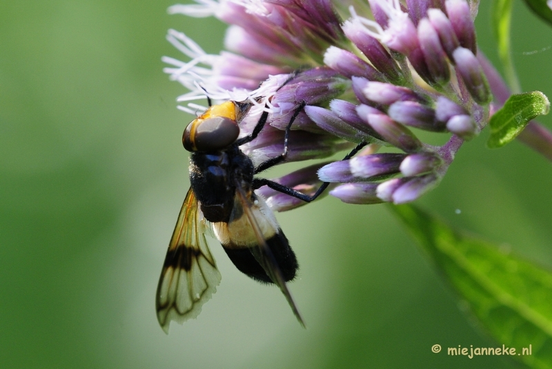 ivoorvlieg1.JPG - Macro zoomdag Appelzak