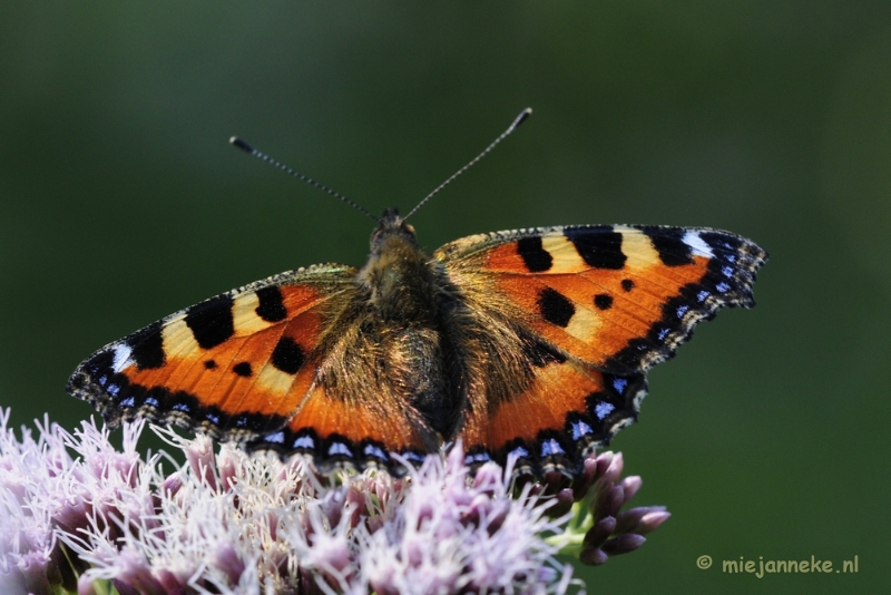 vlinder2.JPG - Macro zoomdag Appelzak