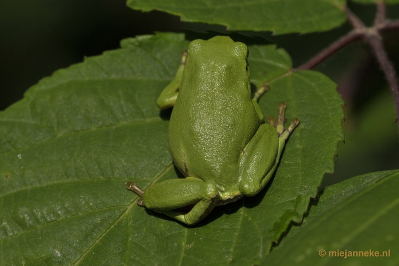 _DSC1658.JPG - Boomkikkertjes