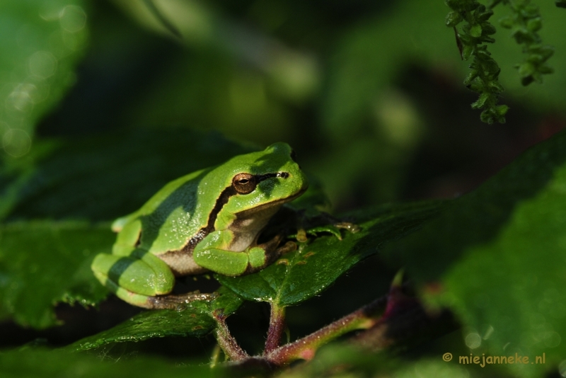 _DSC5840.JPG - Boomkikkertjes