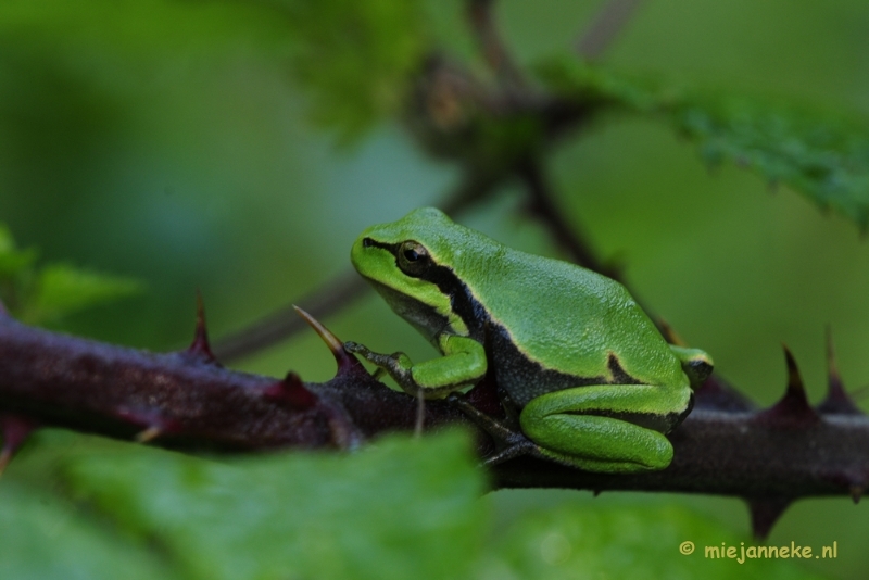 _DSC5926.JPG - Boomkikkertjes