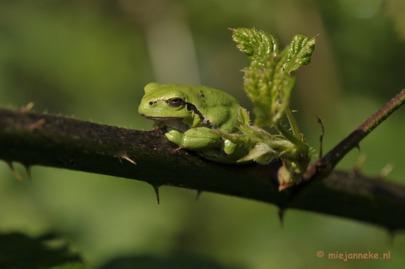 _DSC8703.JPG - Boomkikkertjes