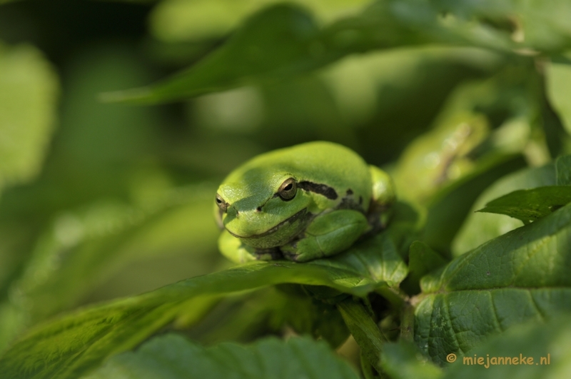 _DSC8779.JPG - Boomkikkertjes